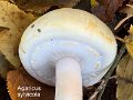 Agaricus sylvicola-amf127-1